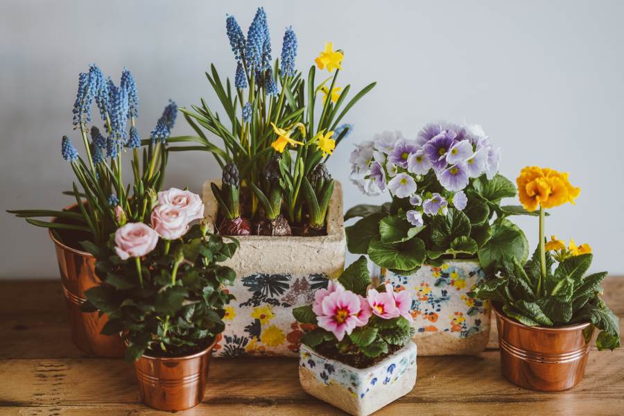 plante décortaive d'exterieur