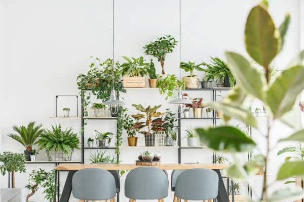 plantes vertes dans salle à manger