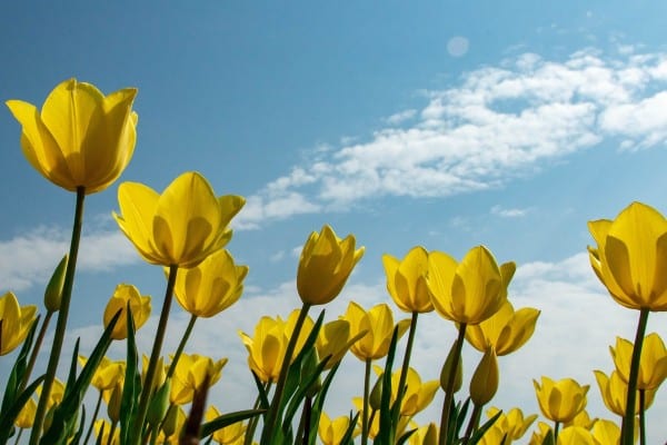 floraison tulipe