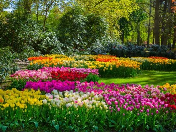 jardin de tulipe