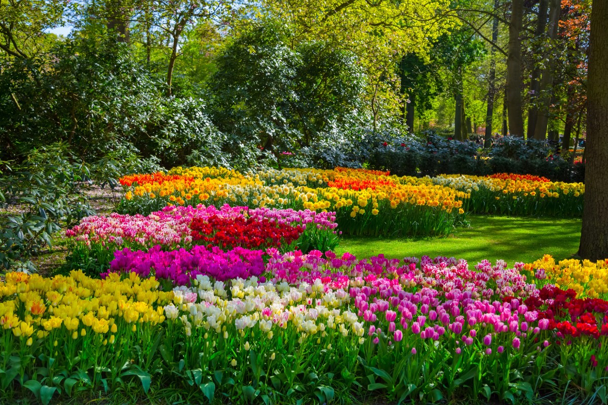 jardin de tulipe