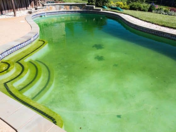 piscine eau verte
