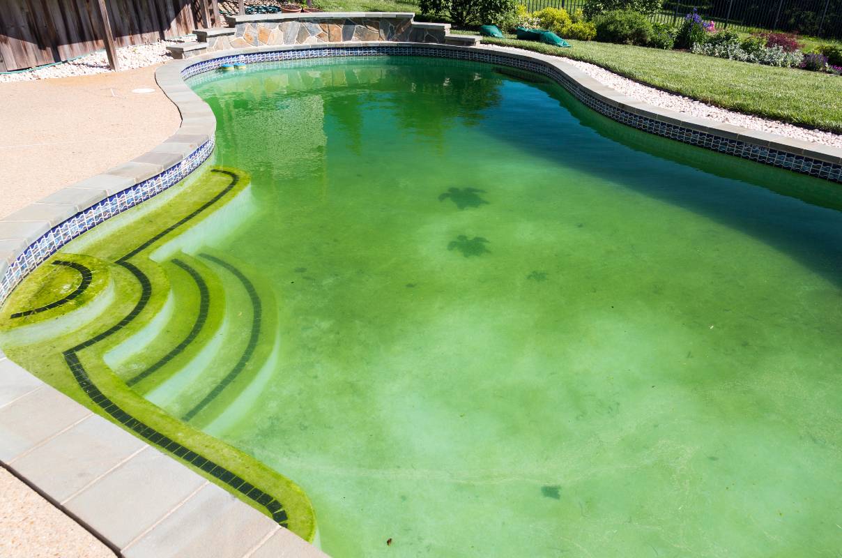 piscine eau verte