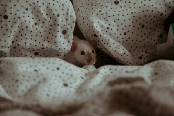 rat dans la maison