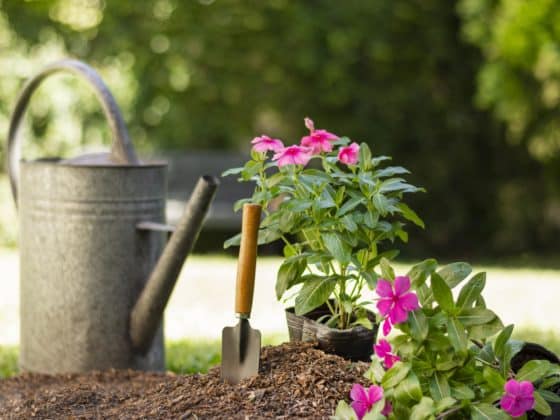 petit jardin
