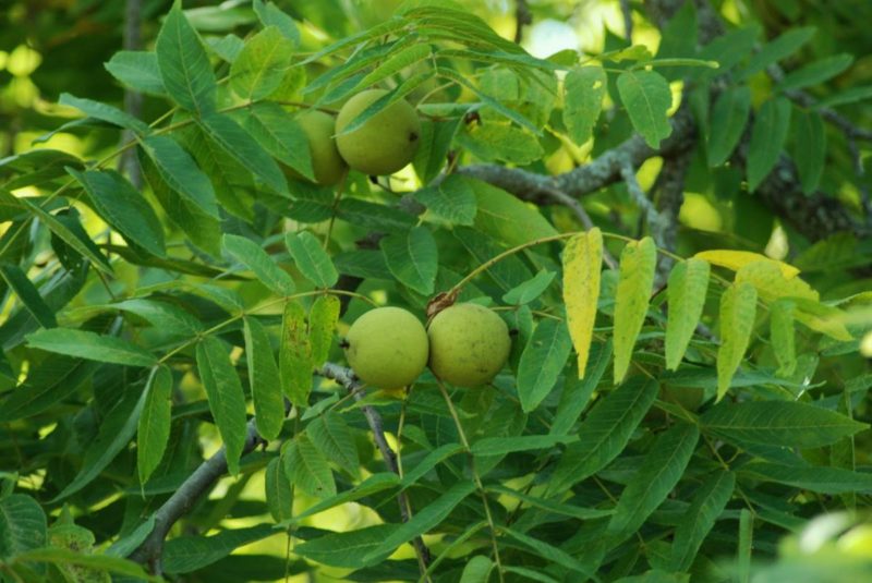 arbre avec noix